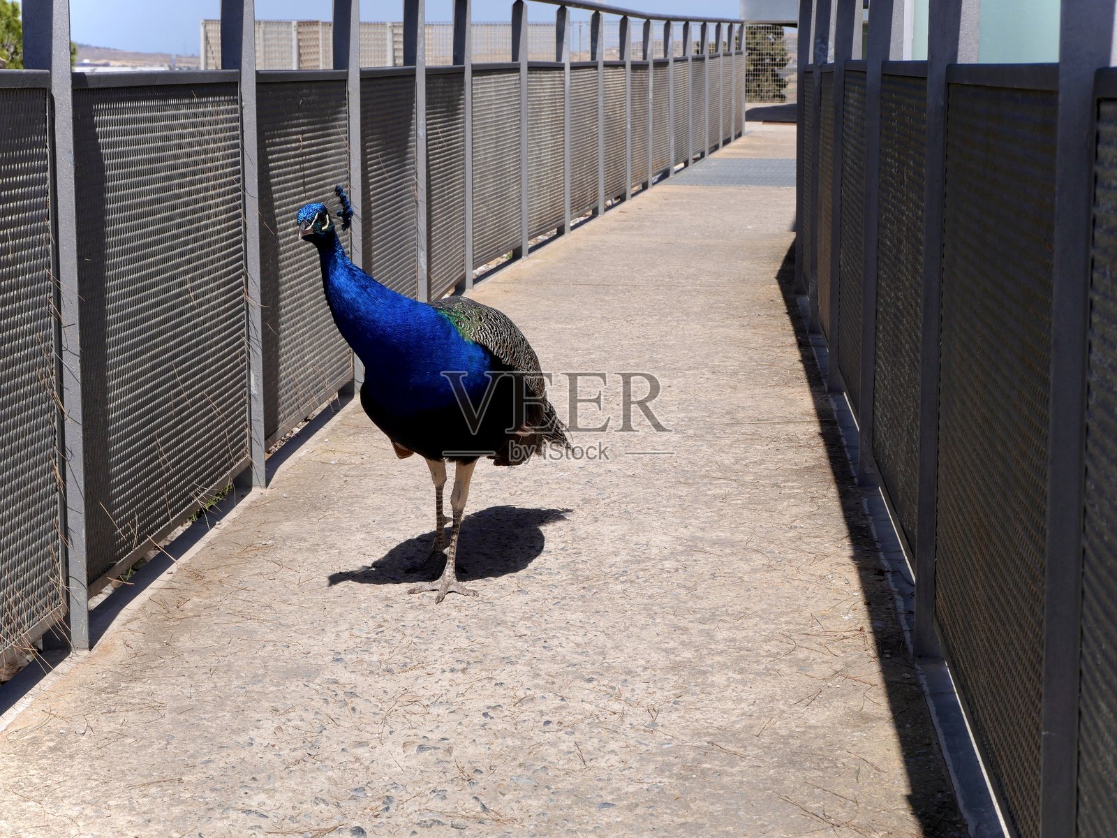 孔雀照片摄影图片