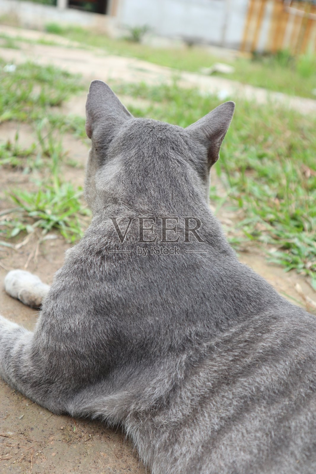 一只灰色虎斑猫安静地躺在草地上。照片摄影图片