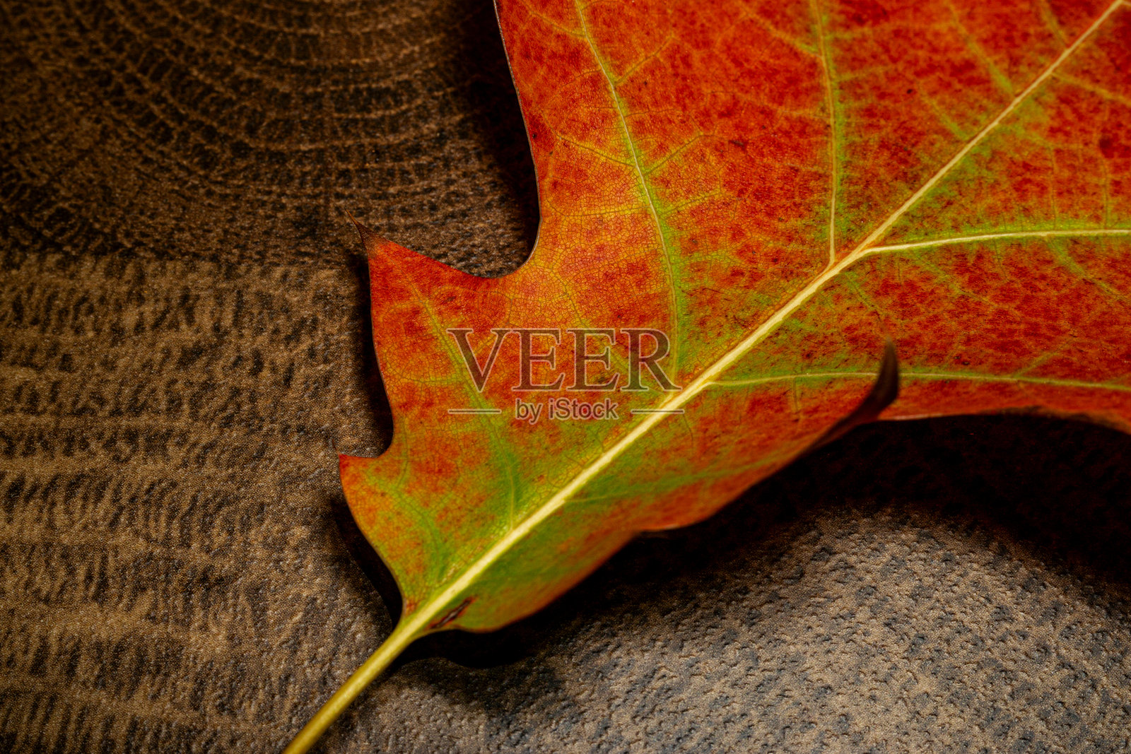 秋天的枫叶。秋季色彩，图案，微距摄影照片摄影图片