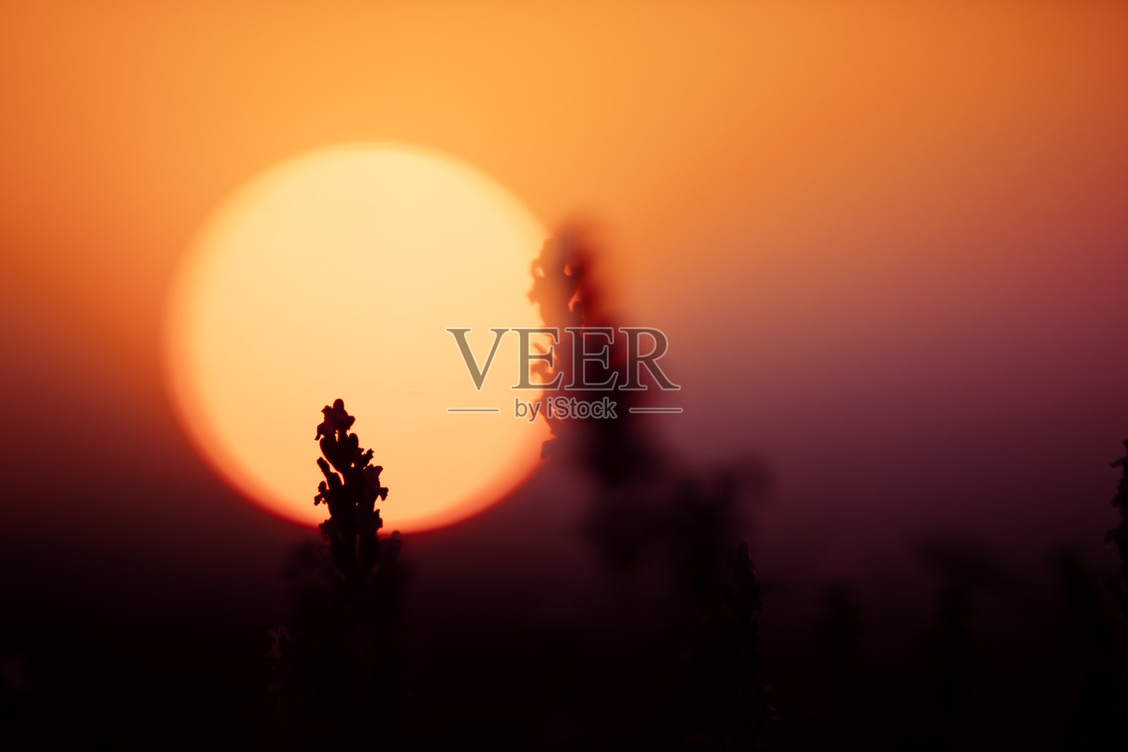 薰衣草田照片摄影图片