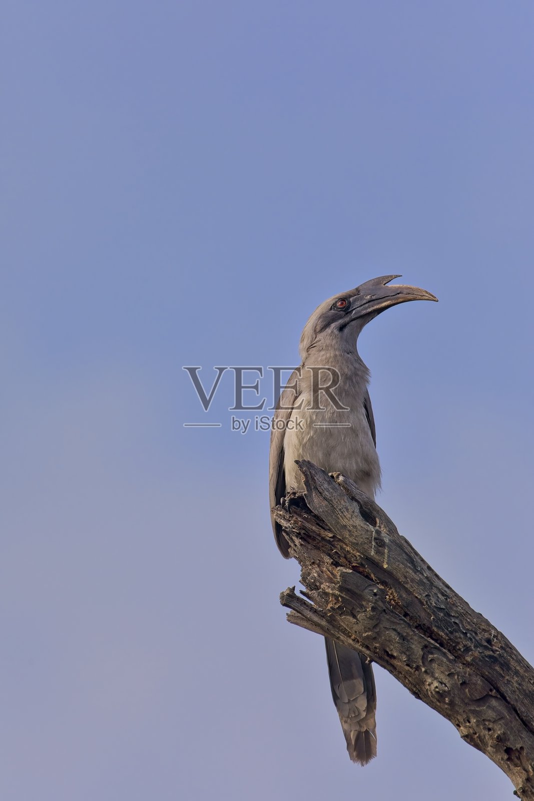 灰犀鸟栖息在树桩上。照片摄影图片