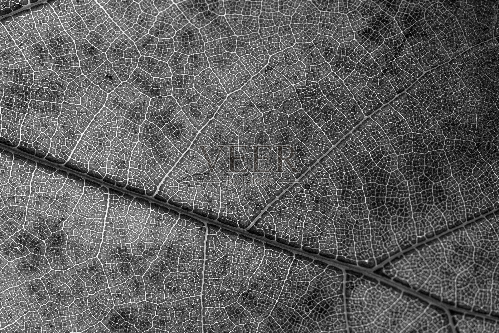 秋天的枫叶。秋季色彩，图案，微距摄影照片摄影图片