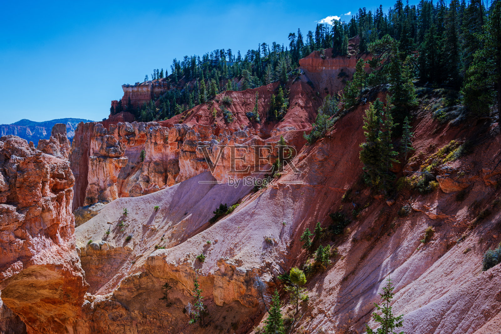 布莱斯峡谷的山坡和常青树照片摄影图片