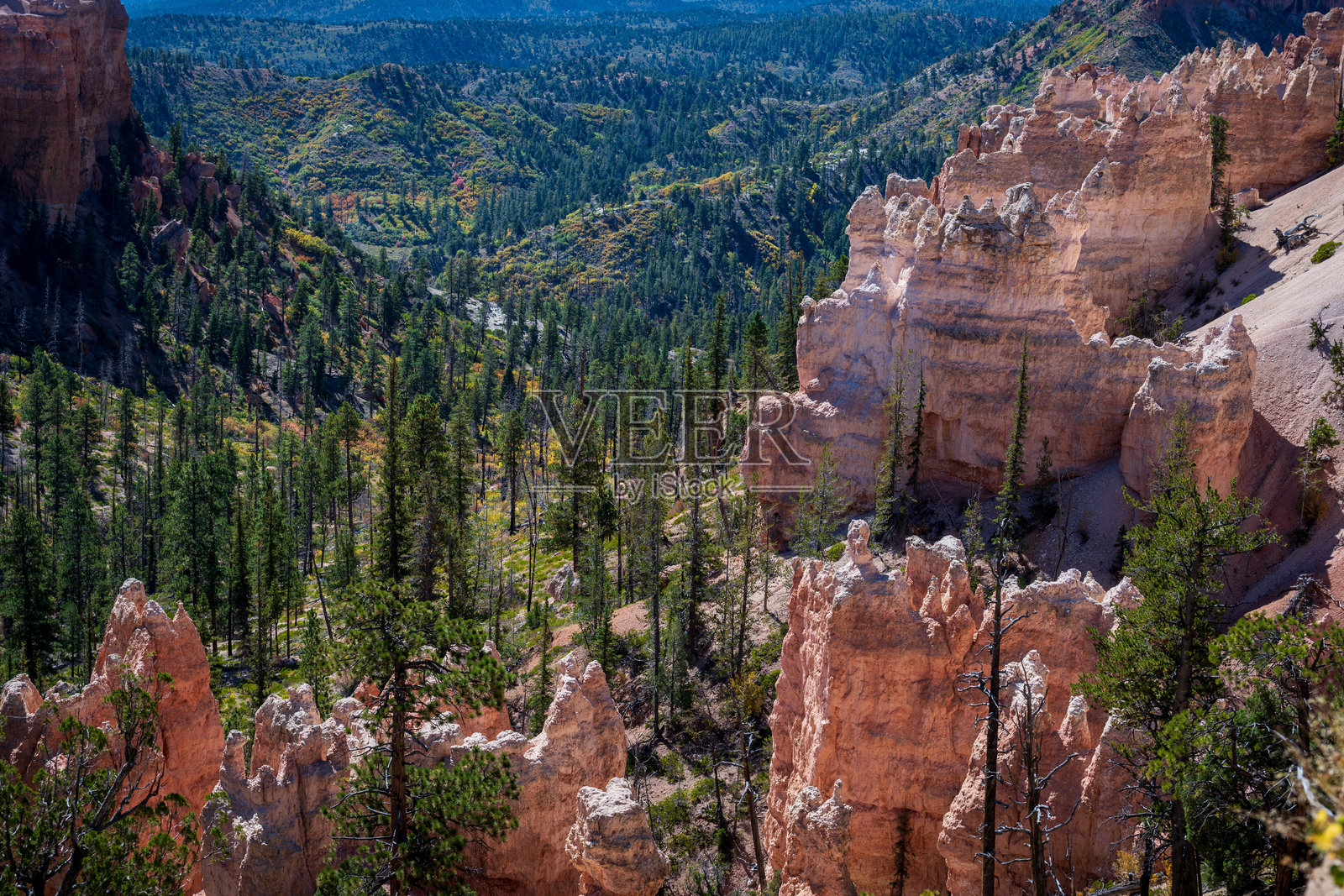布莱斯峡谷的绿色森林和石柱照片摄影图片