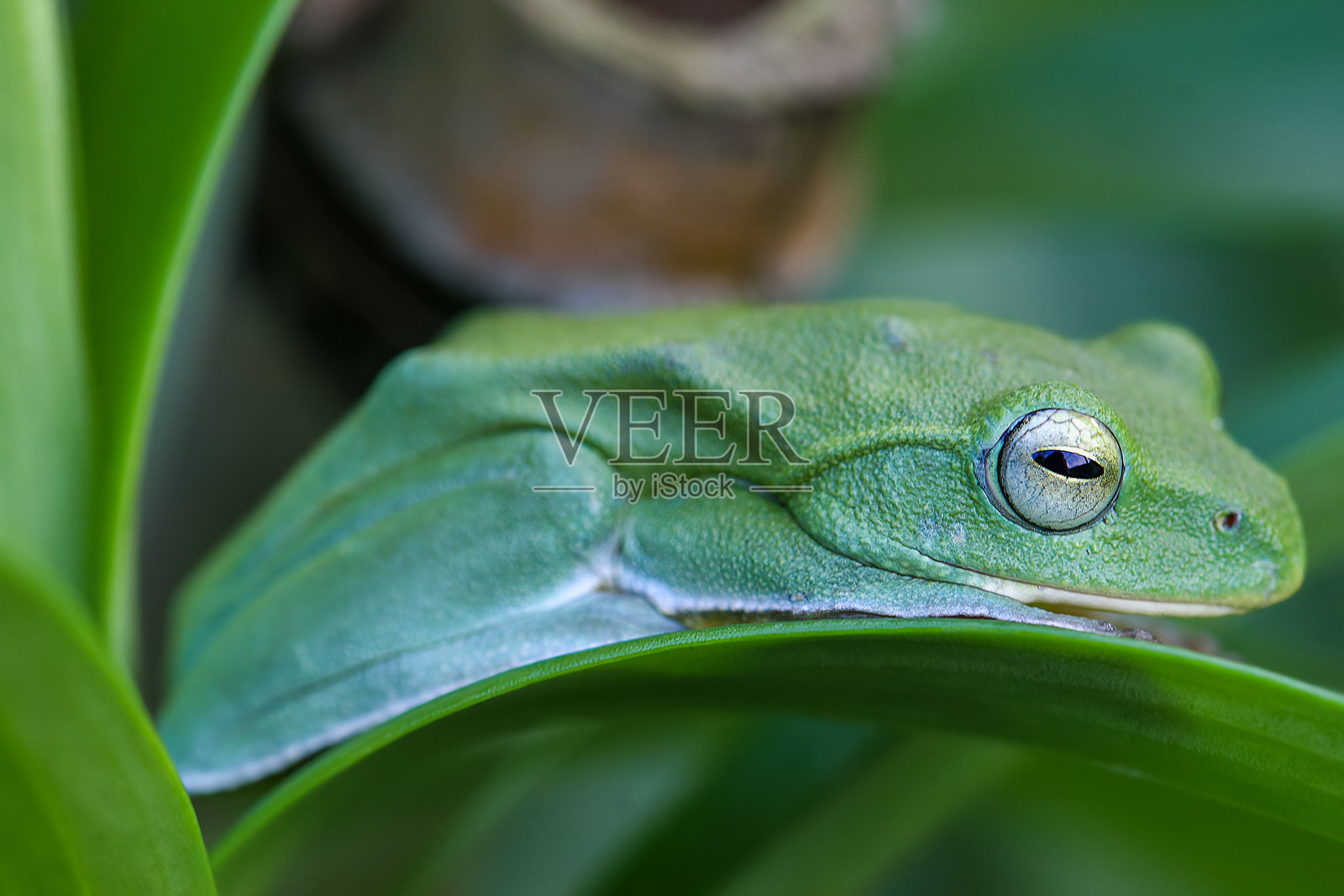 生机勃勃的绿色台北树蛙栖息在叶子上。照片摄影图片