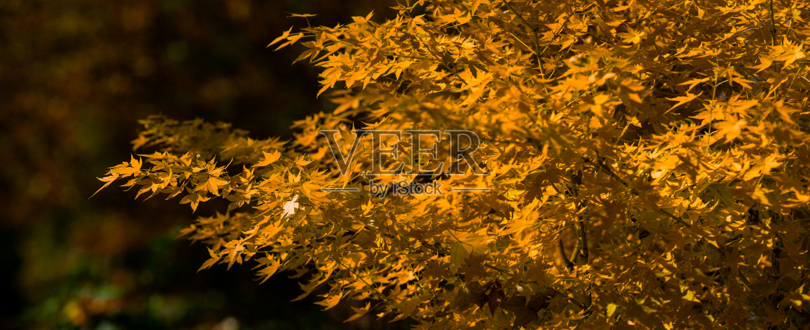 美丽的秋季风景，黄叶树木与阳光相映。秋天的落叶在阳光下。自然的秋季背景。秋天落叶的背景。树叶，秋天的叶子。照片摄影图片