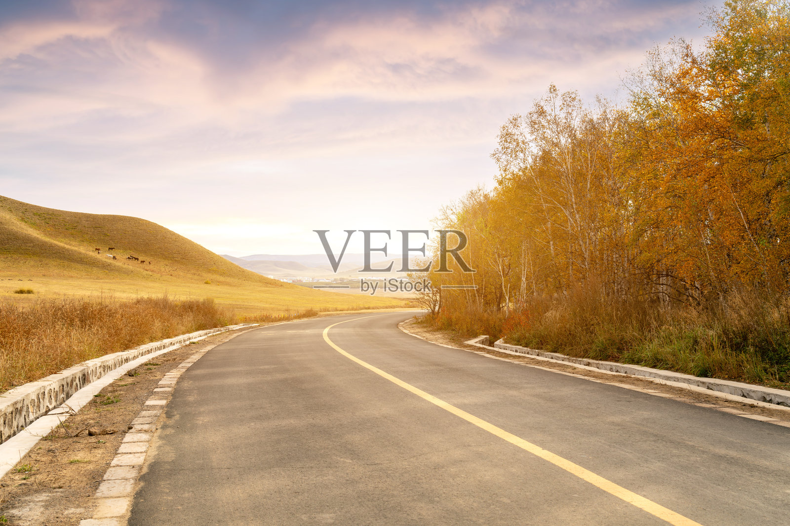 穿过白桦林的高速公路照片摄影图片