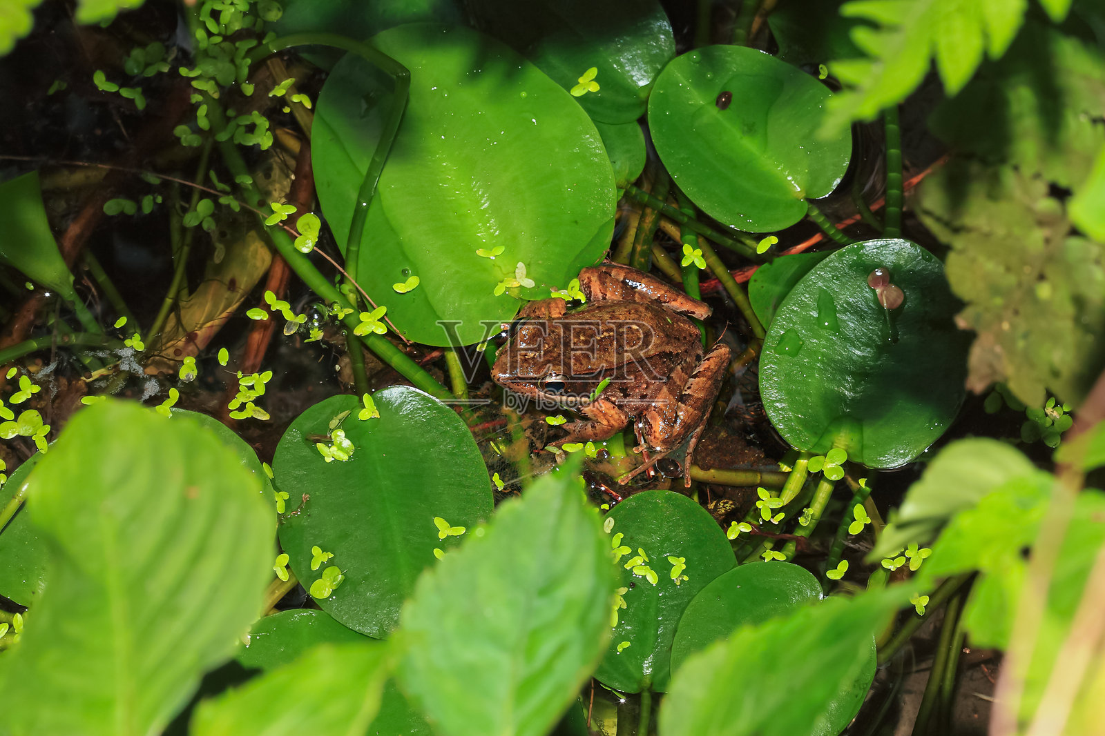 拉图什的青蛙（Hylarana latouchii）伪装在水生植物中。照片摄影图片