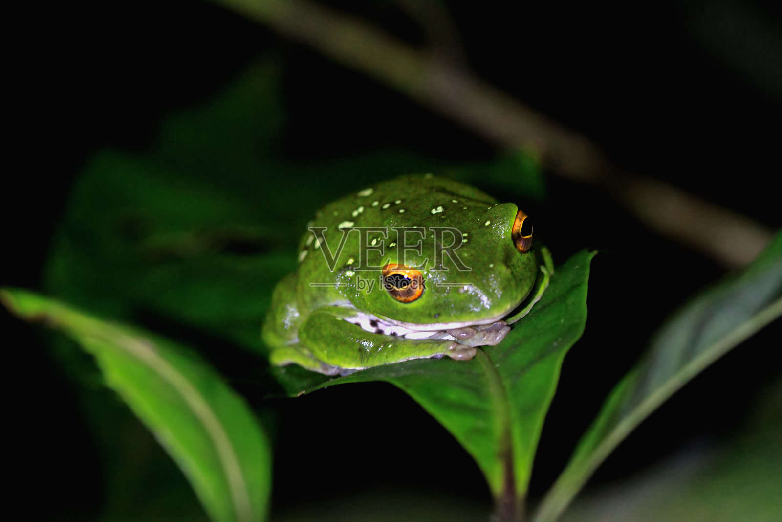 莫尔特雷希树蛙栖息在叶子上，新北市，台湾。照片摄影图片