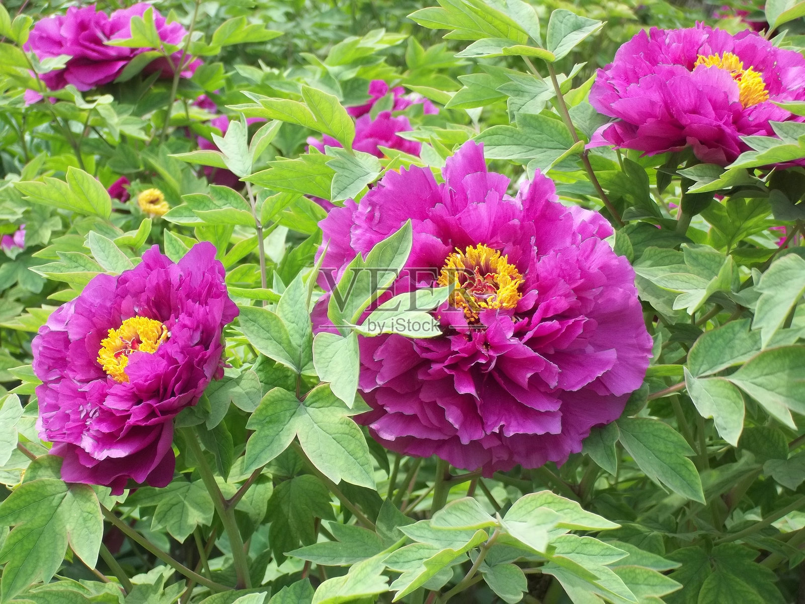 公园里一簇簇紫色牡丹花，黄色花蕊点缀其间照片摄影图片