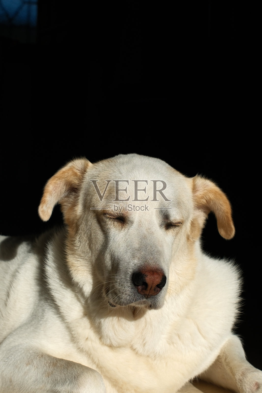 白色可爱的小狗作为最好的朋友照片摄影图片