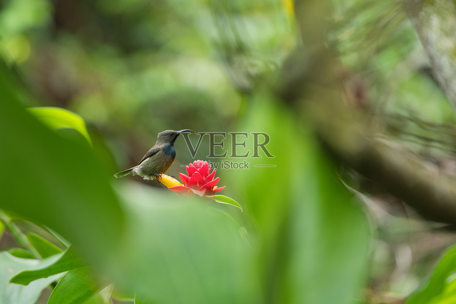 单只塞舌尔太阳鸟，栖息在红色印尼蜡姜花上照片摄影图片