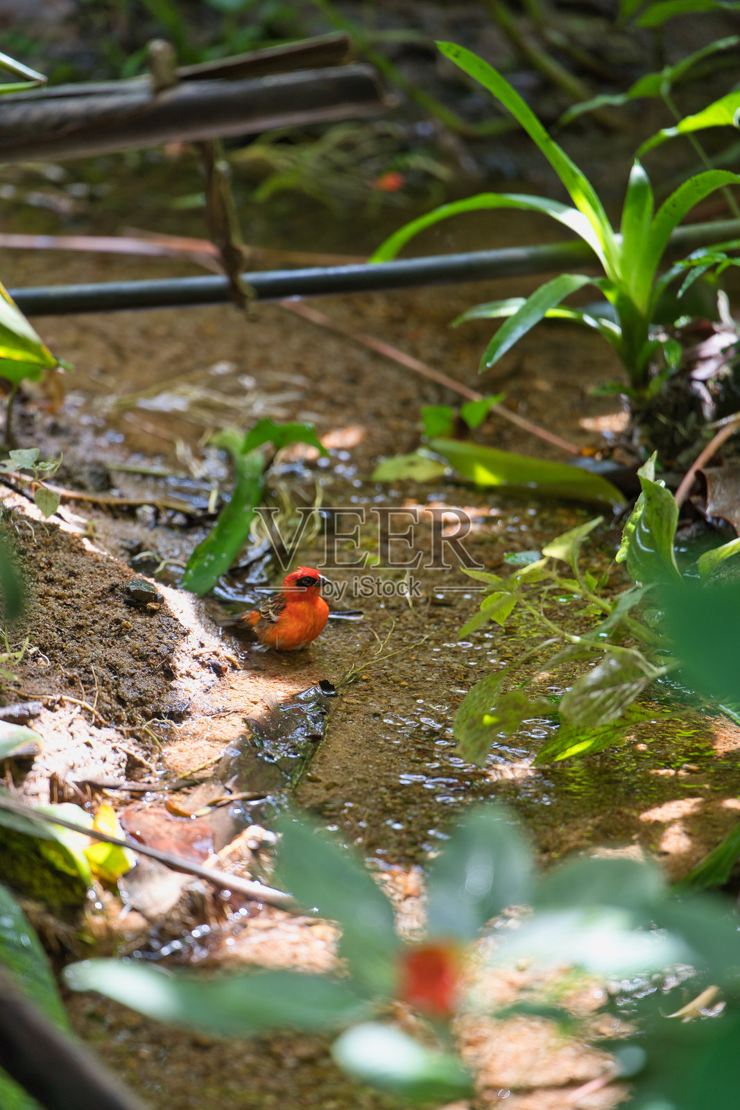 马达加斯加红头鸟在小溪中洗澡照片摄影图片