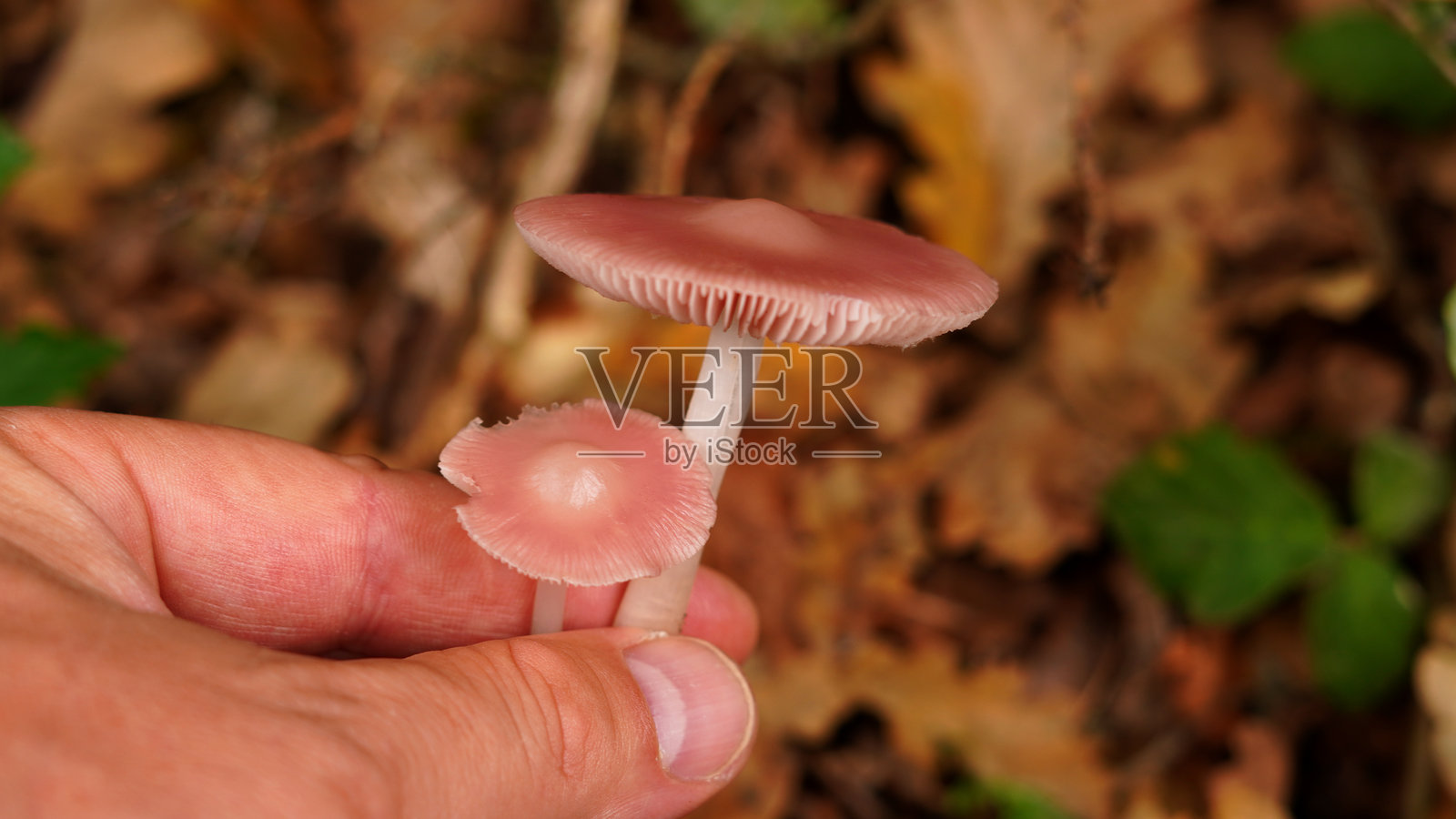 秋天的大自然馈赠照片摄影图片