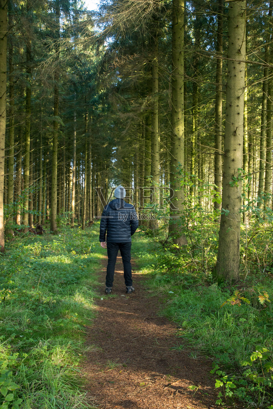 一个男人背对着美丽的绿色松树林站立照片摄影图片