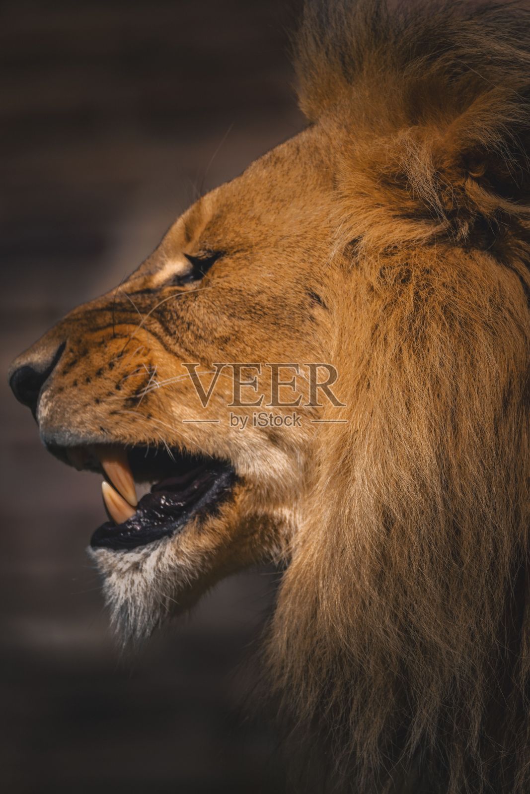 雄伟雄狮的侧面肖像照片摄影图片