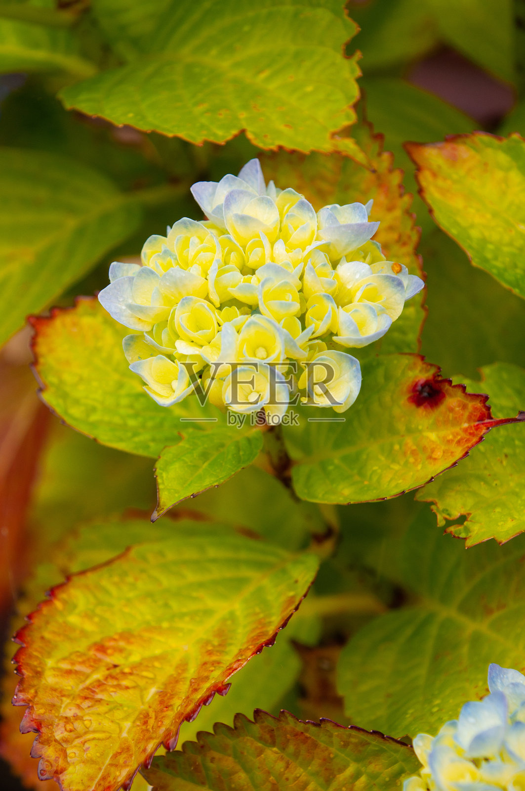 年轻的蓝色绣球花枝条与绿色叶子的背景照片摄影图片