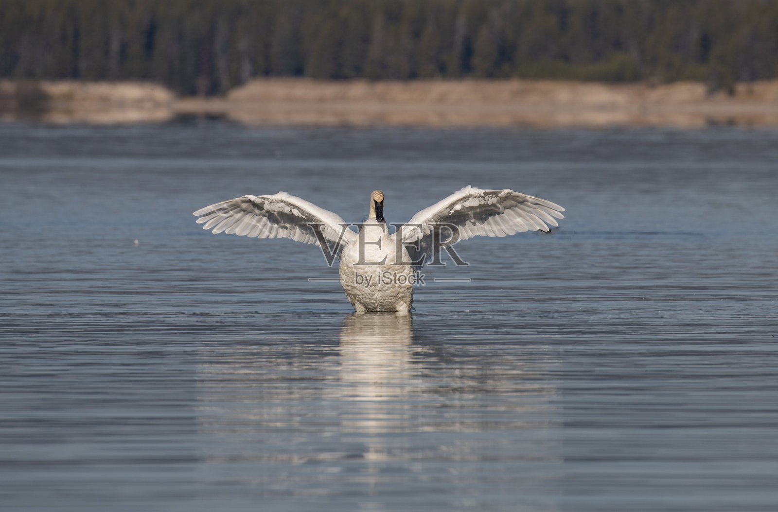 宁静湖面上的号角天鹅倒影照片摄影图片