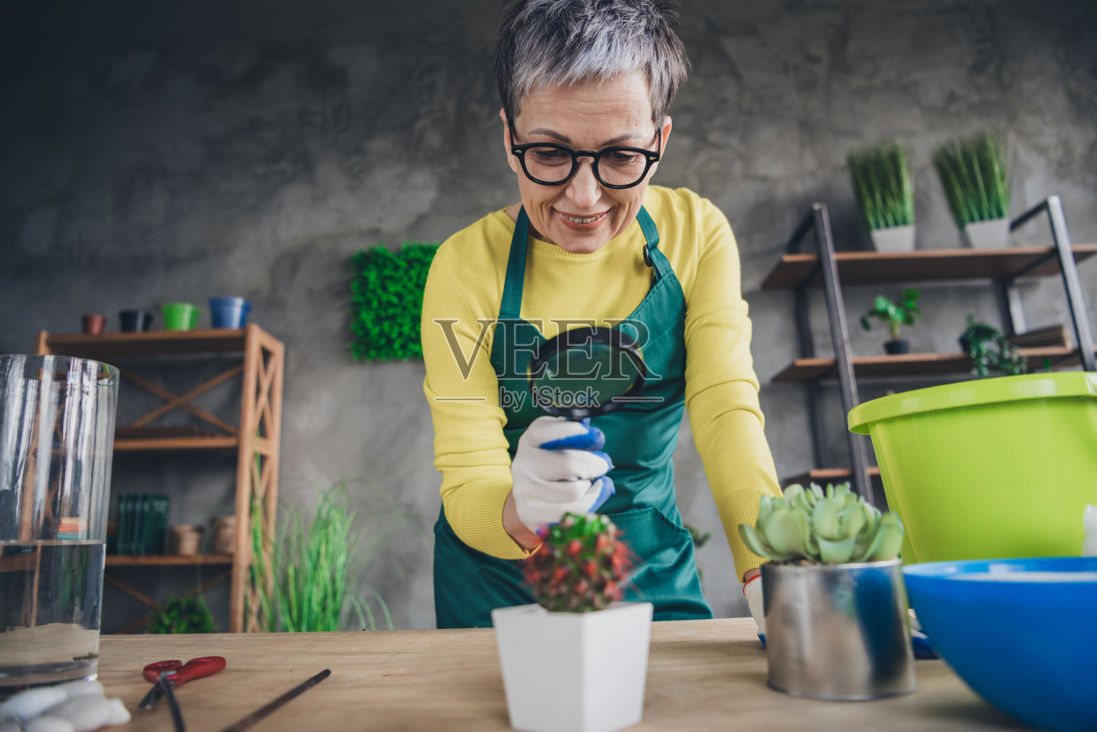 一位可爱的老奶奶惊讶地用放大镜检查仙人掌，穿着绿色围裙，享受在室内的园艺工作。照片摄影图片
