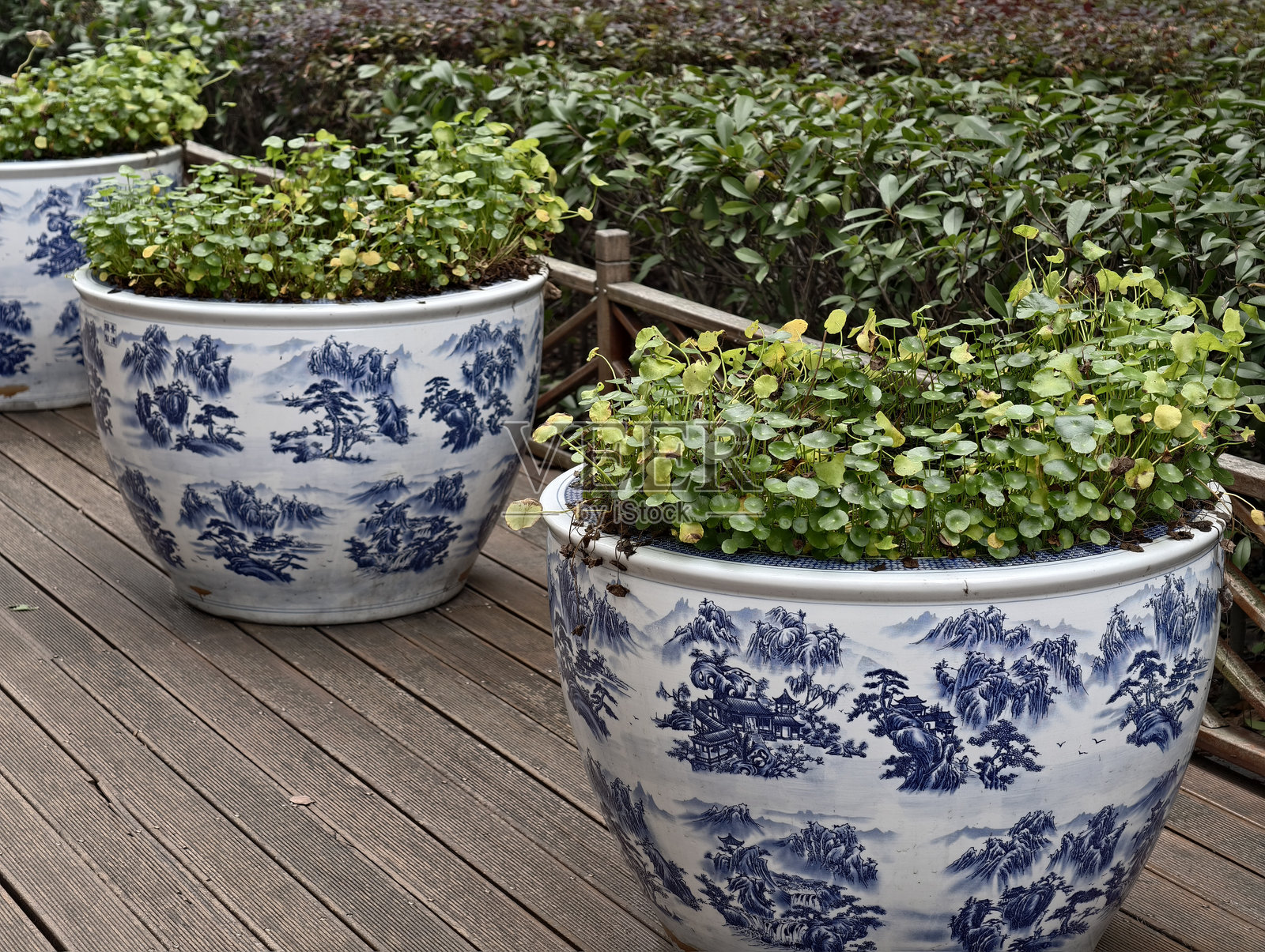 水葫芦叶照片摄影图片