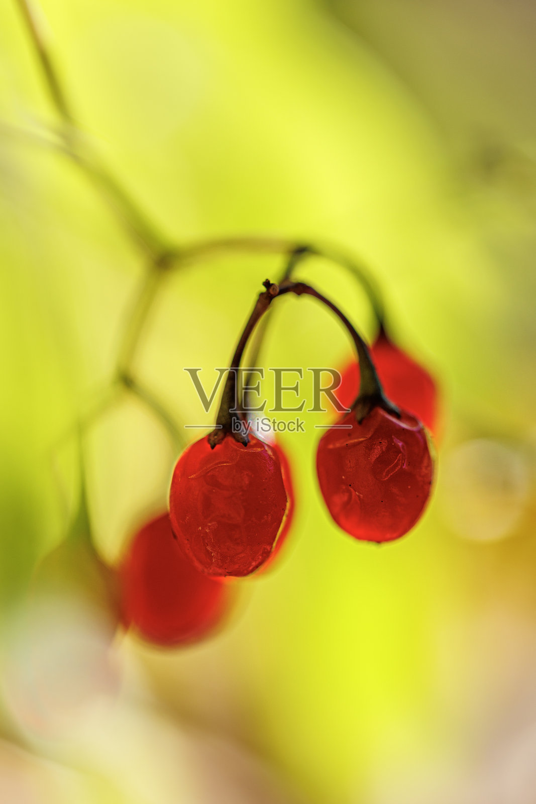 秋季花卉特写拍摄照片摄影图片