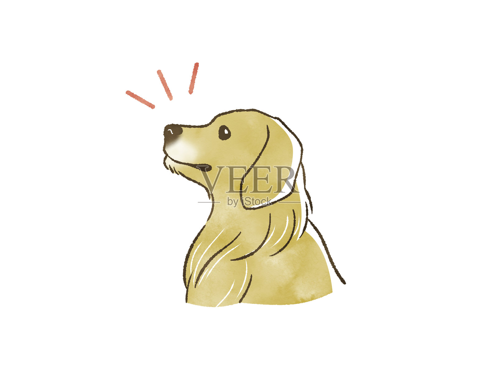 金毛寻回犬照片摄影图片