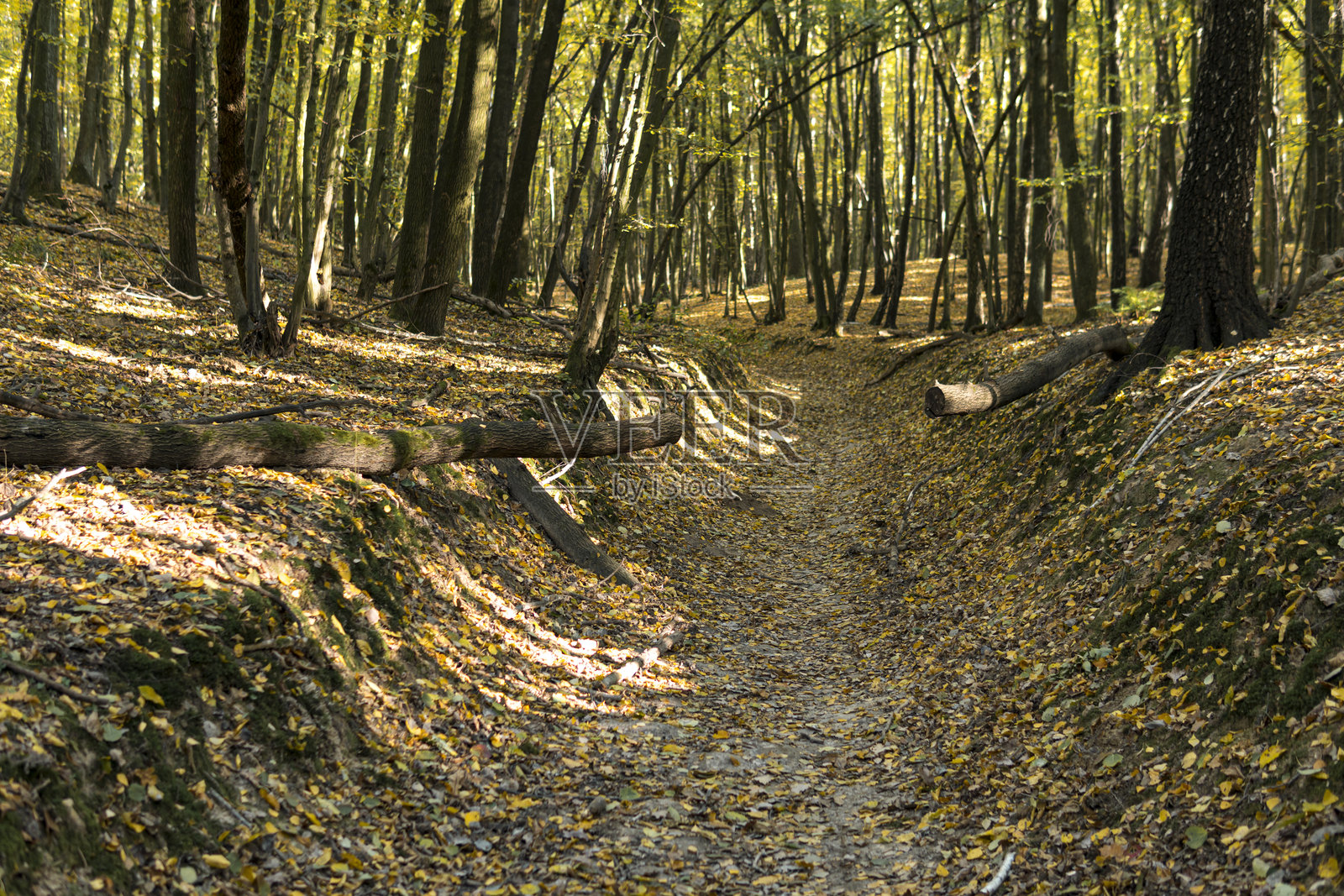 森林中小径上的倒下树木照片摄影图片