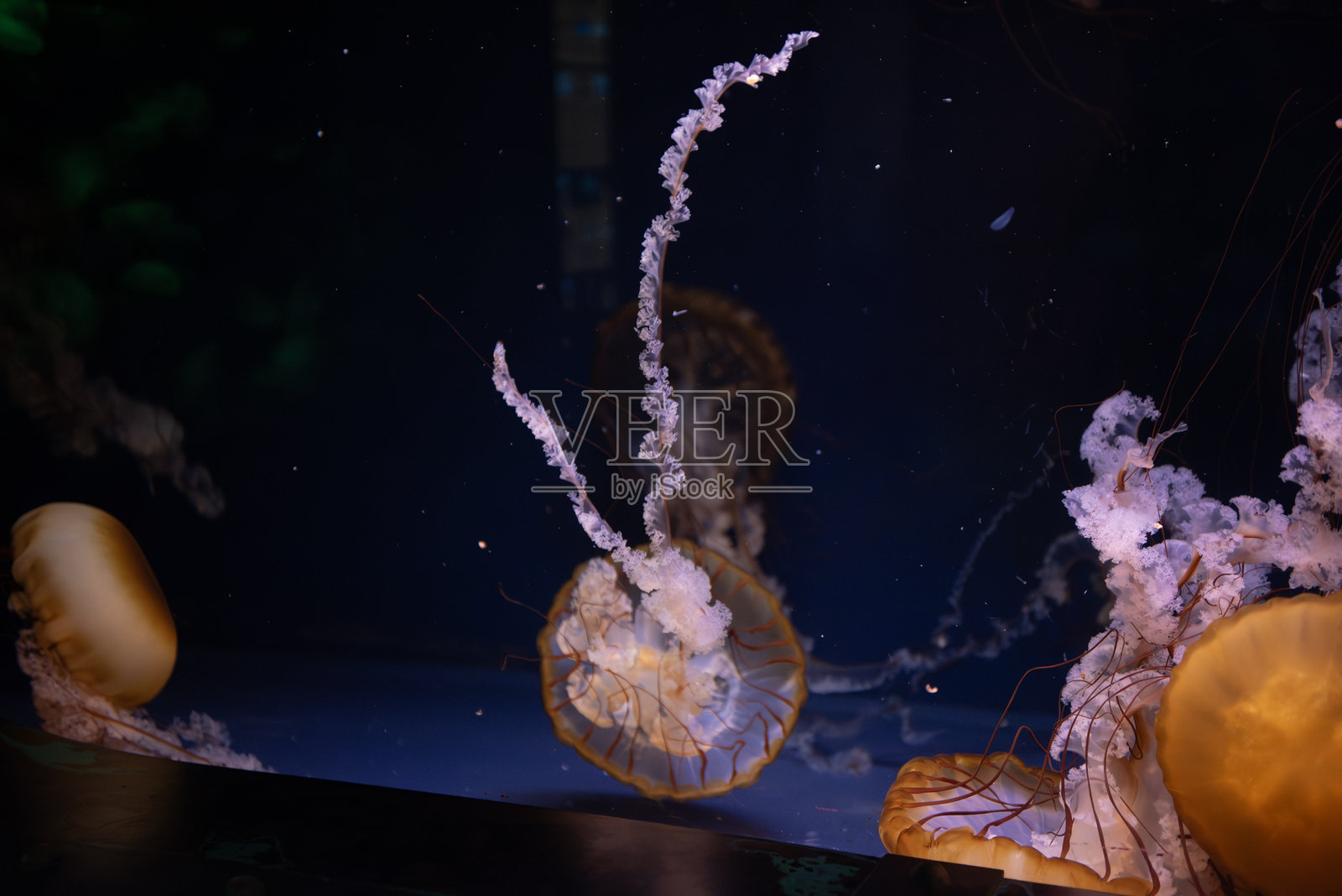 俄克拉荷马水族馆照片摄影图片