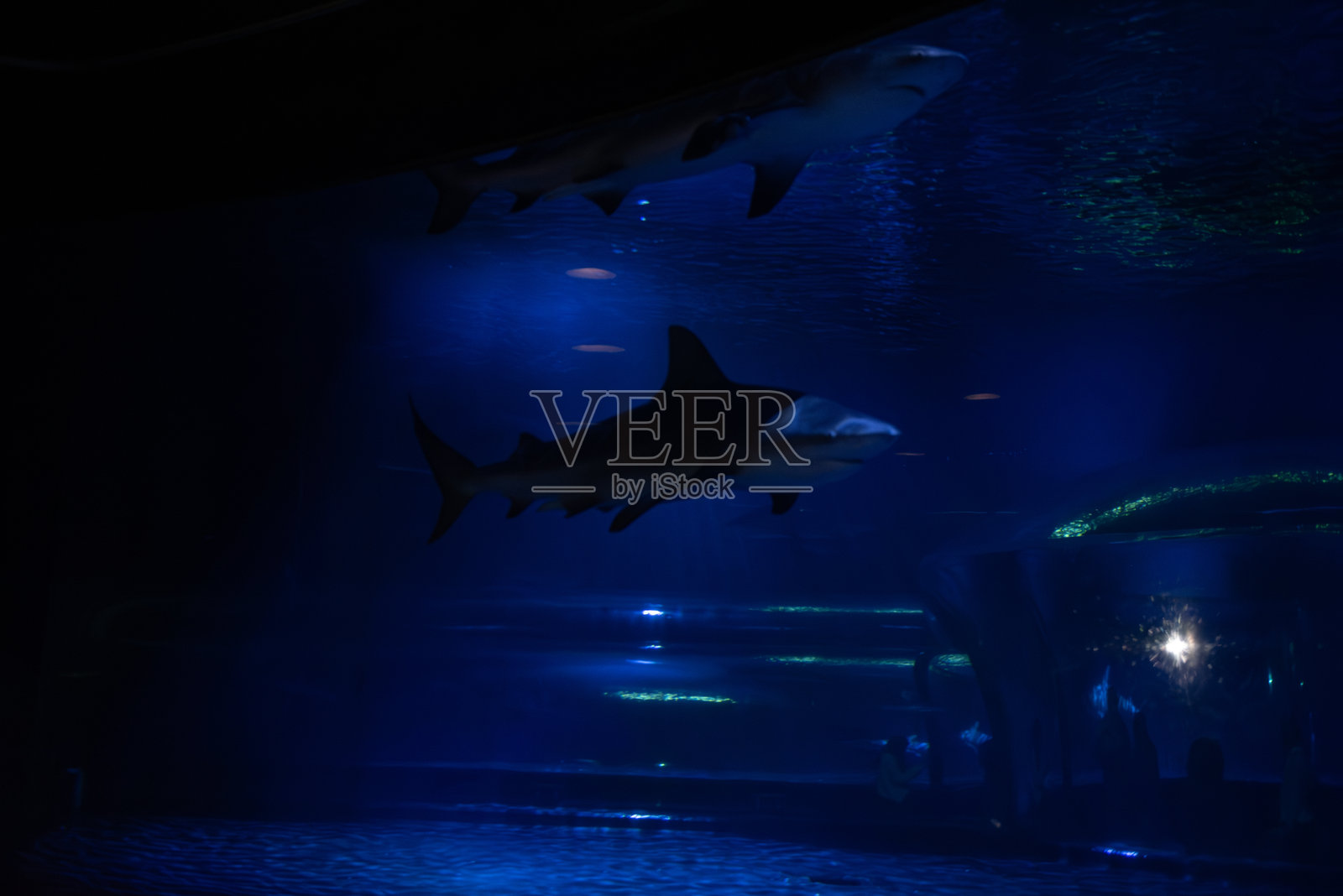 俄克拉荷马水族馆照片摄影图片