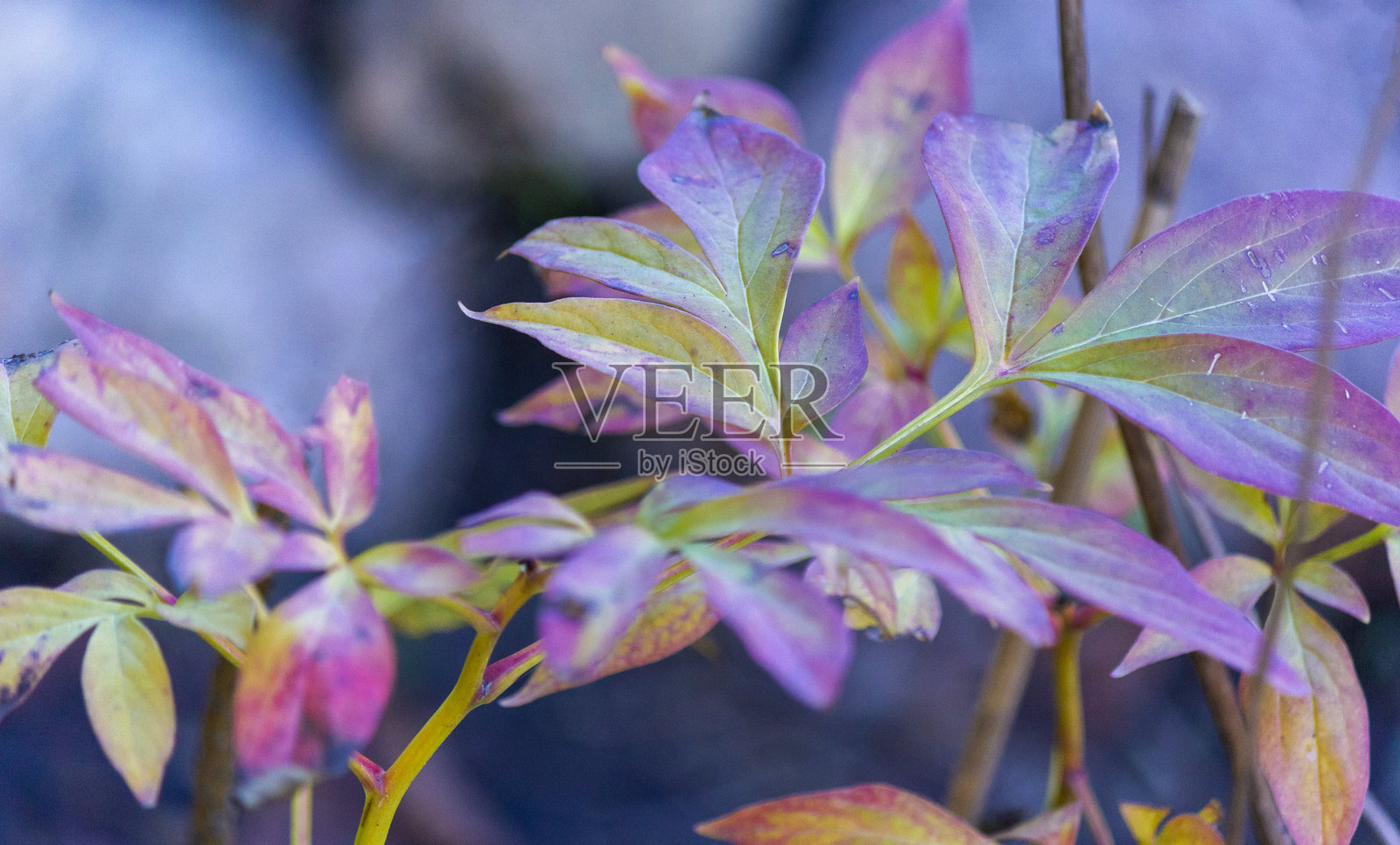 美丽的树状牡丹叶子。叶子上有紫色、绿色斑点和锈色。照片摄影图片