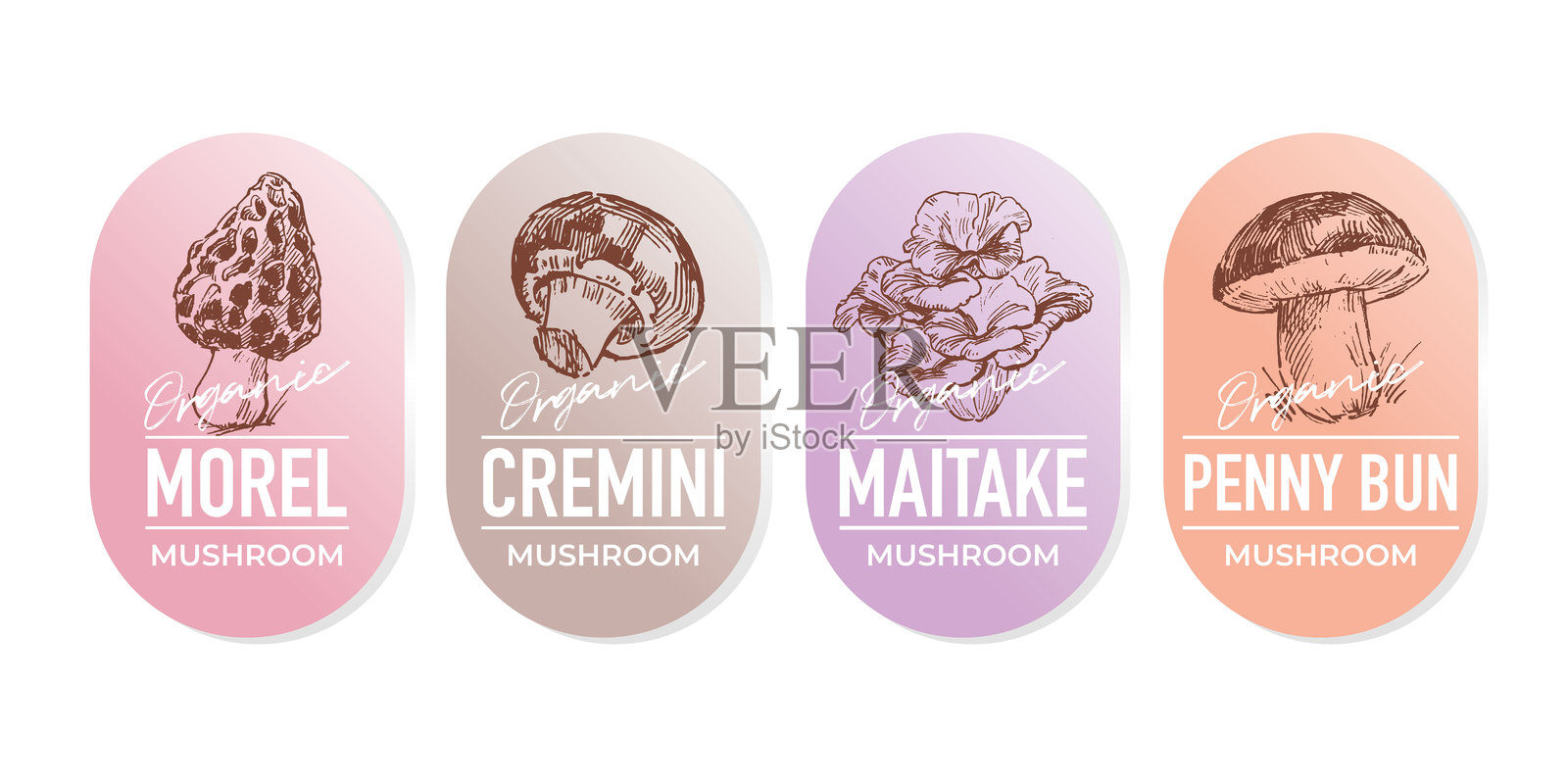 可食用蘑菇标签套装插画图片素材