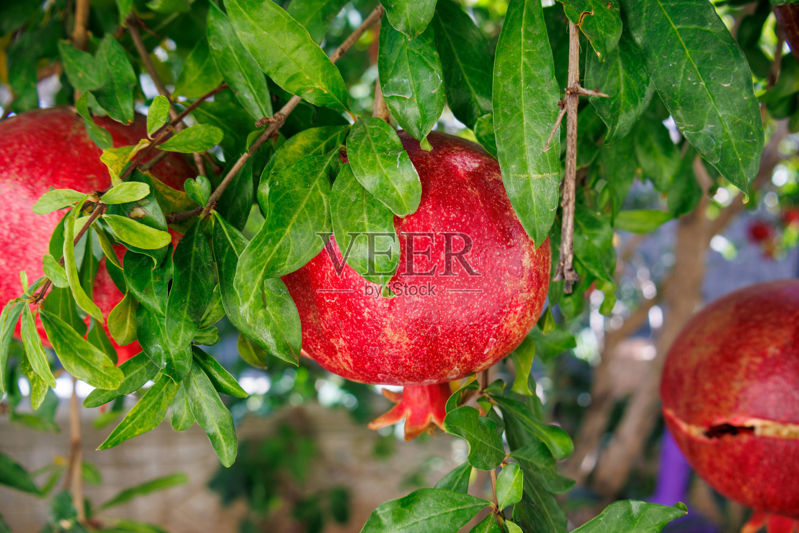 树上成熟的石榴特写照片摄影图片