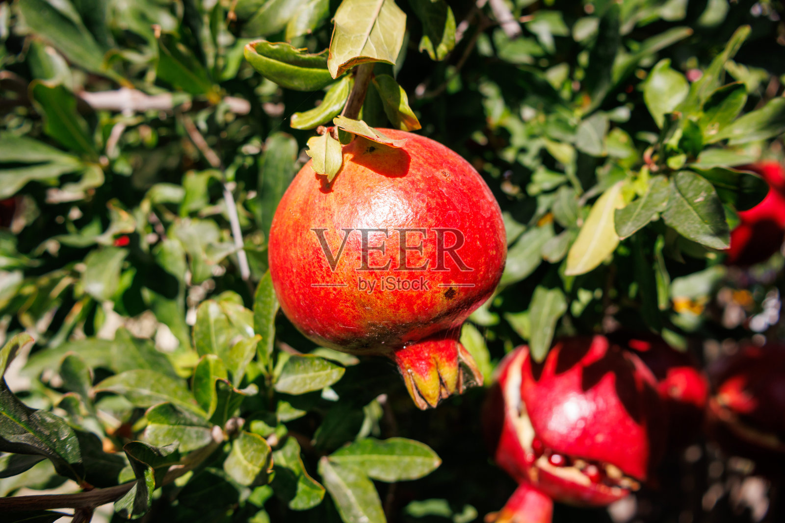 树上成熟的石榴特写照片摄影图片