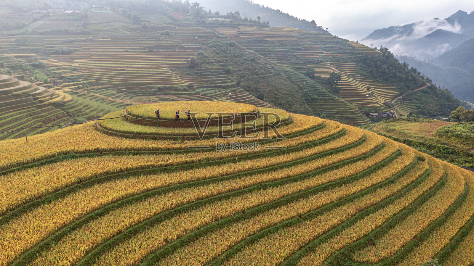 越南燕巴省穆苍寨的梯田稻谷成熟。照片摄影图片