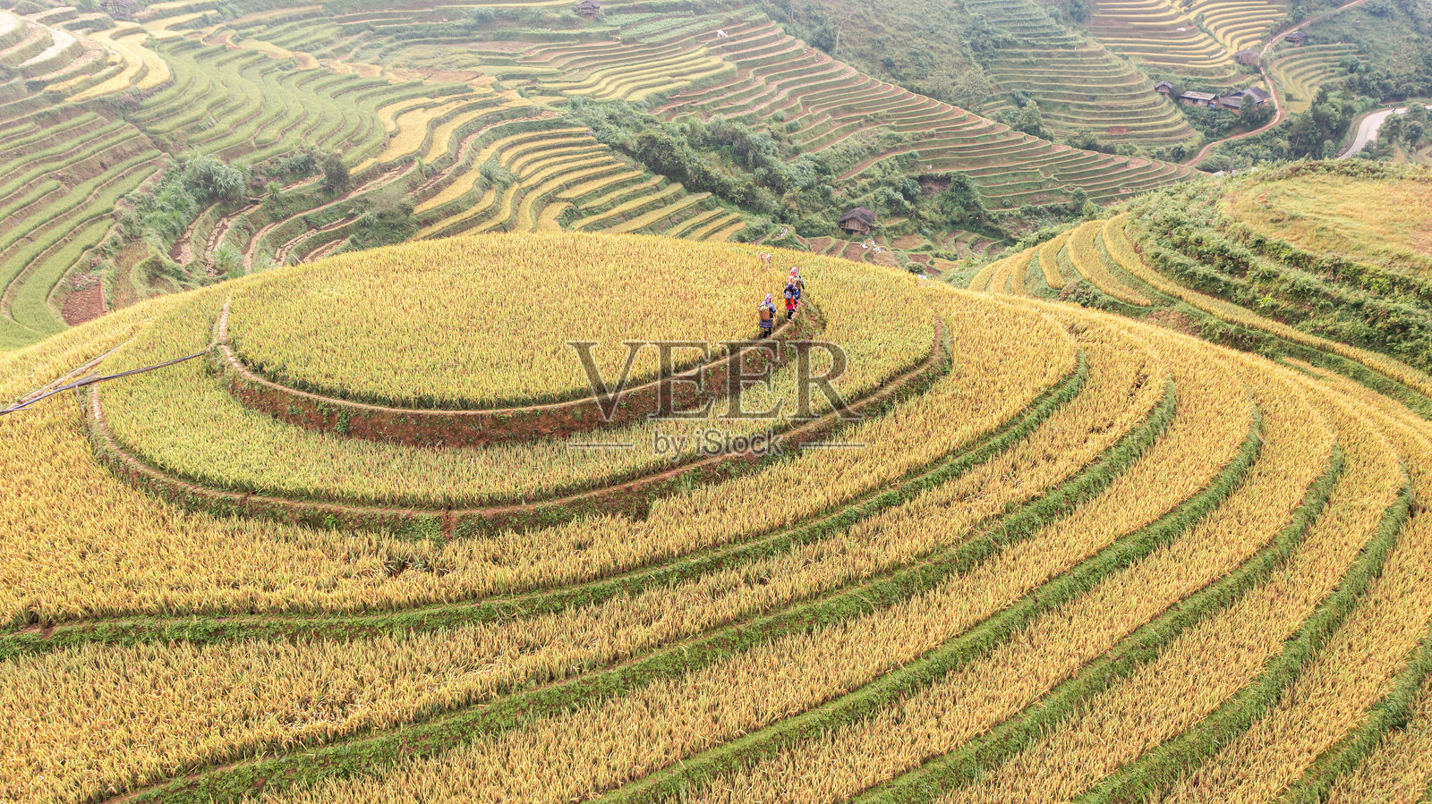 越南燕巴省穆苍寨的梯田稻谷成熟。照片摄影图片