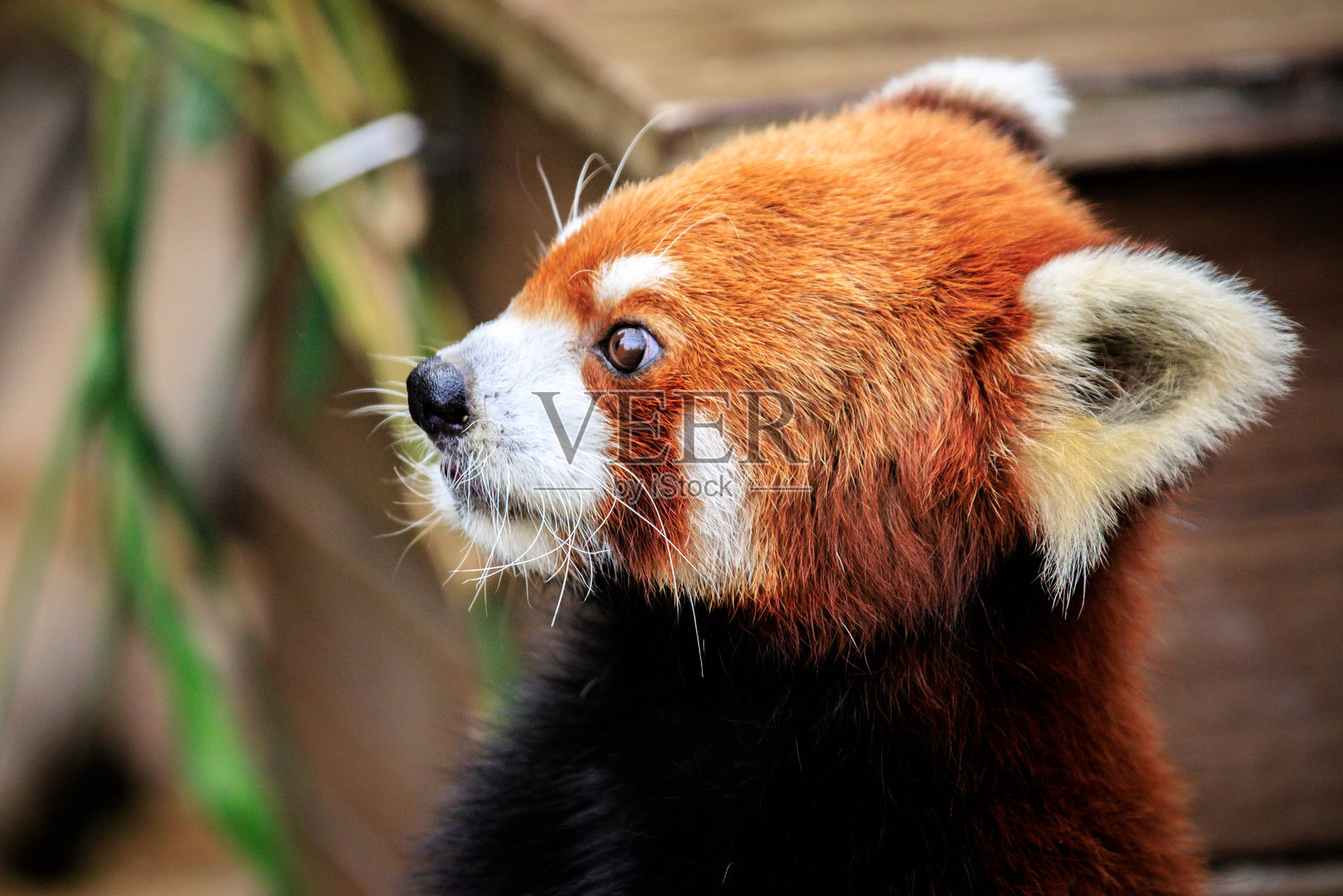 好奇的红熊猫探索其自然栖息地照片摄影图片