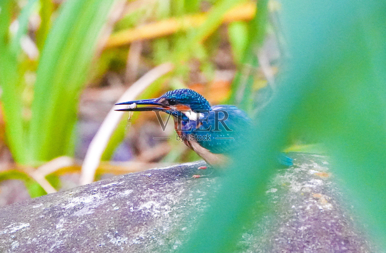 普通翠鸟在等待捕猎照片摄影图片
