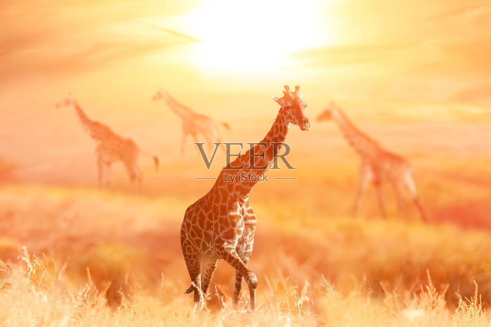 非洲草原上的长颈鹿在日落时分。坦桑尼亚。非洲。照片摄影图片