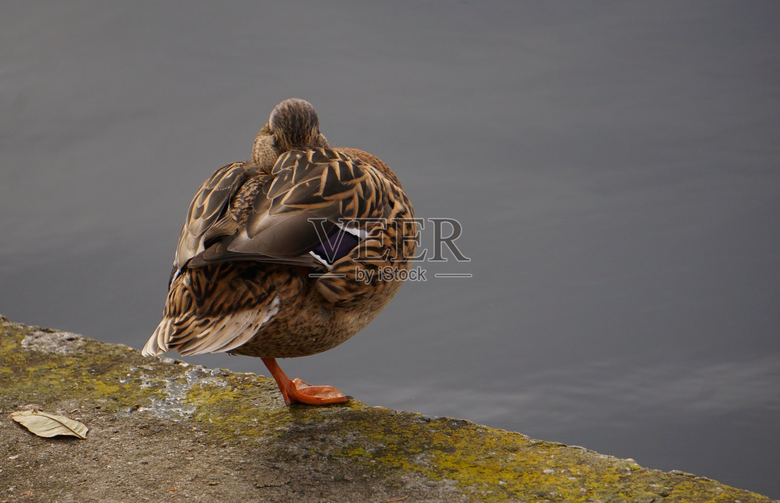 一只雌性绿头鸭在休息照片摄影图片