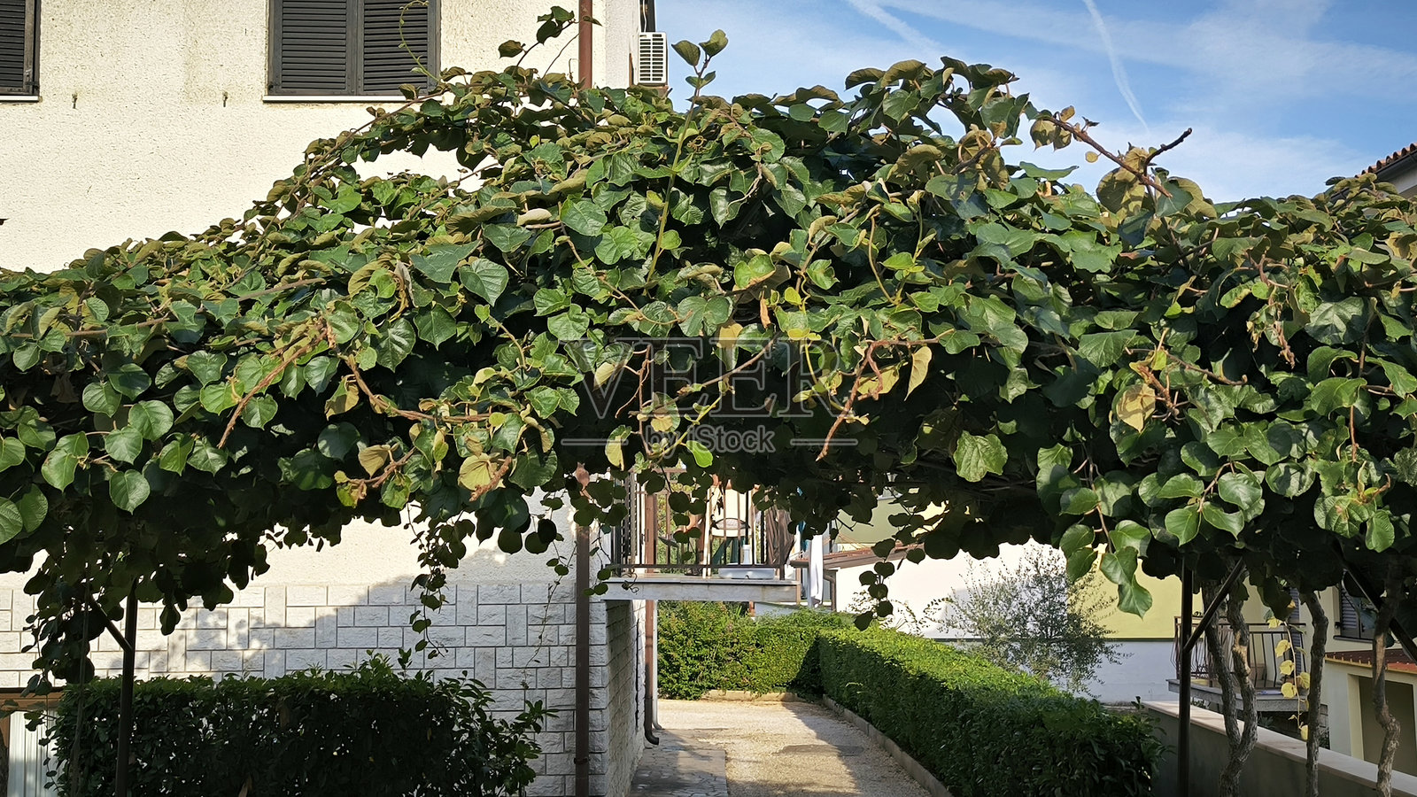 波雷奇，伊斯特拉的成熟猕猴桃树与果实照片摄影图片
