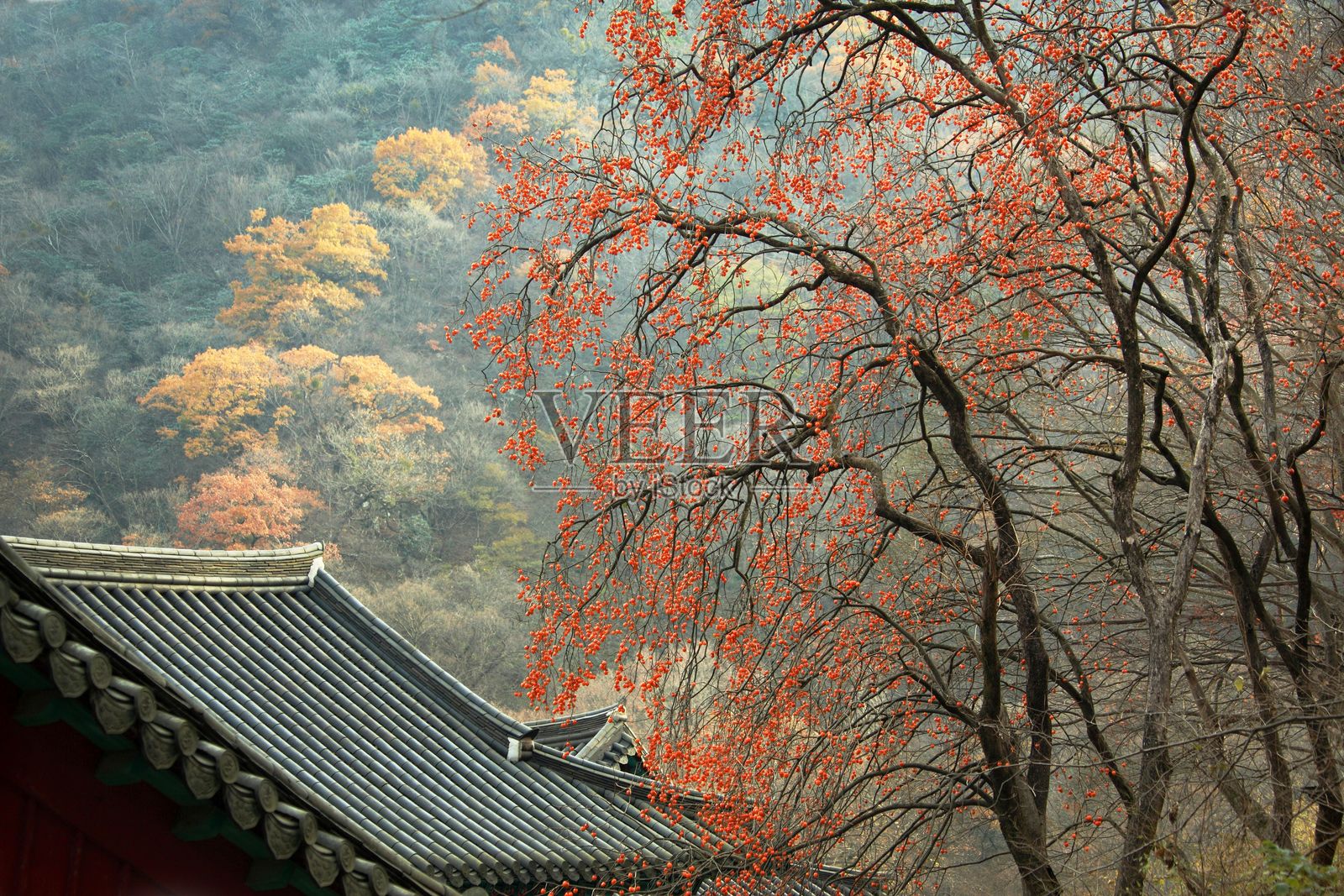 传统亚洲屋顶的美丽景色，背景是雾气弥漫的山坡和五彩斑斓的秋叶。照片摄影图片