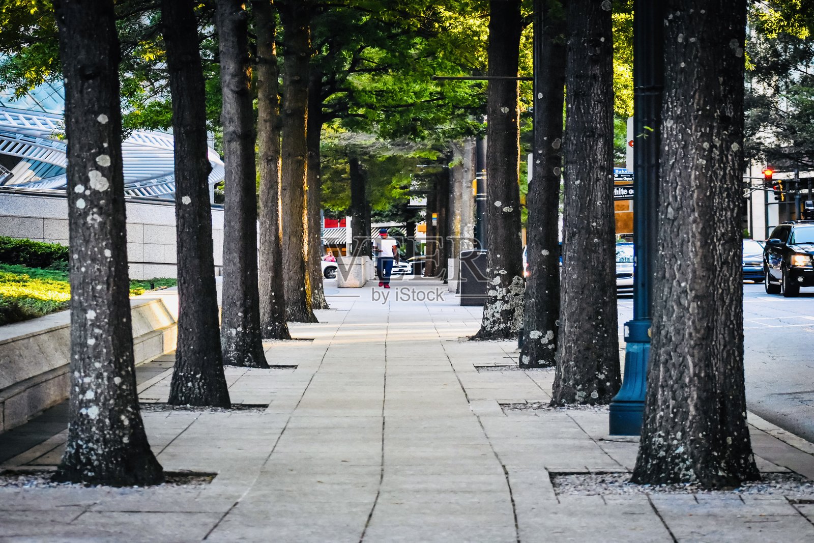 亚特兰大的桃树街两旁种满树木照片摄影图片