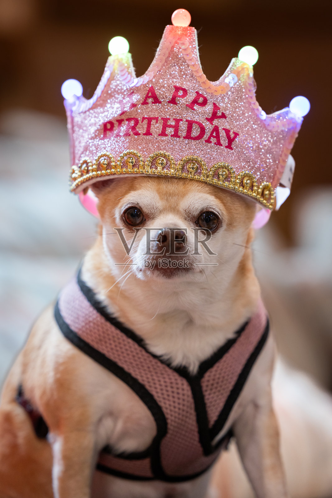 一只戴着粉色皇冠的小狗，上面写着“生日快乐”。照片摄影图片
