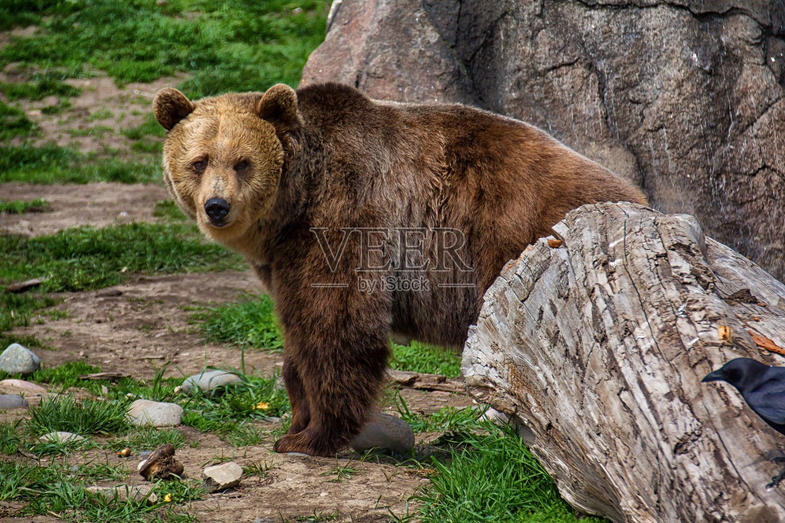 棕熊在自然栖息地中照片摄影图片