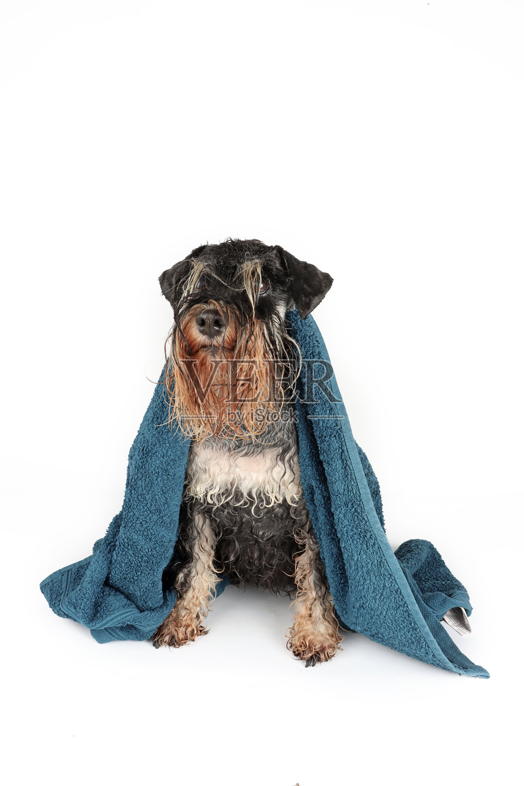 湿狗照片摄影图片