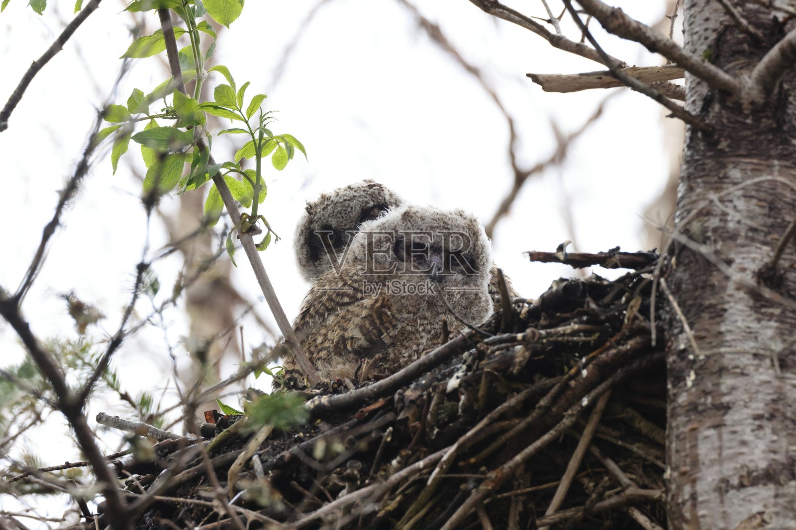 大角猫头鹰巢穴，纽芬兰，加拿大照片摄影图片