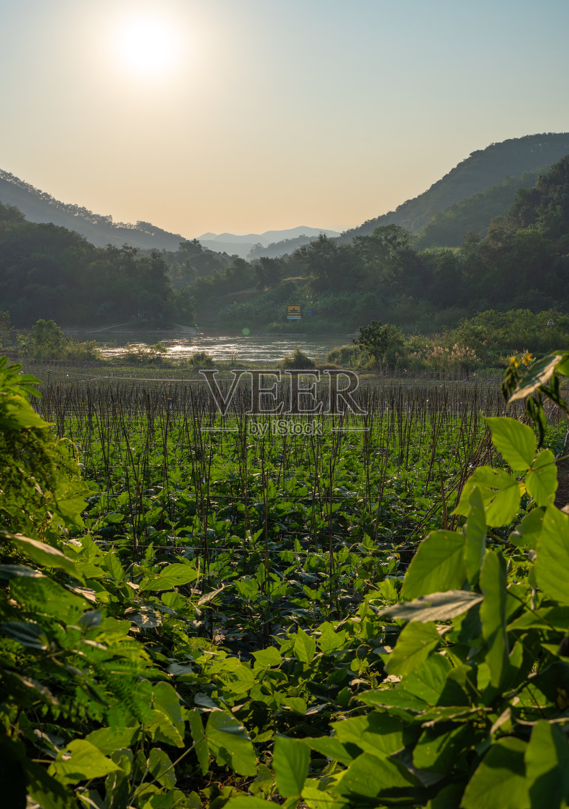 湄公河上的蔬菜种植基地与日落景观照片摄影图片