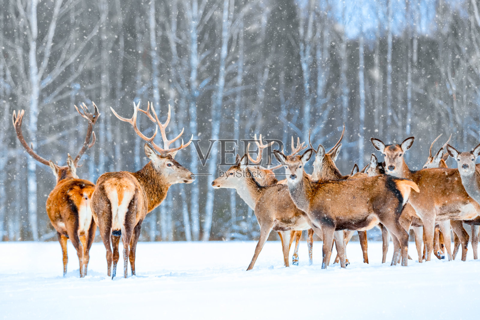 圣诞童话。冬季野生动物景观，优雅的鹿群。艺术化的冬季圣诞自然图像。冬季的许多鹿。照片摄影图片