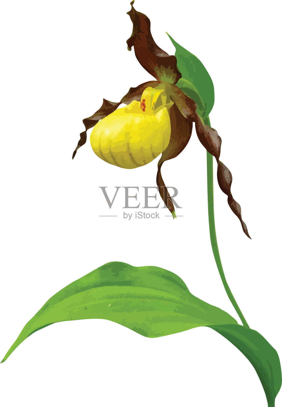 黄女士拖鞋（Cypripedium pubescens）北美原生兰花野花，孤立在白色背景上照片摄影图片