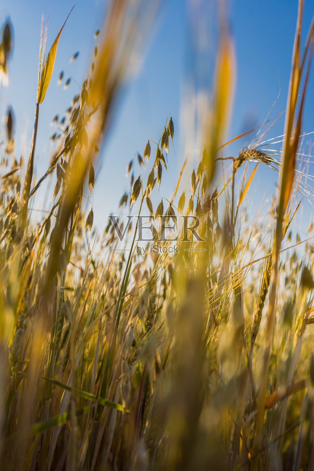 新鲜翠绿的燕麦穗在田野中生长照片摄影图片